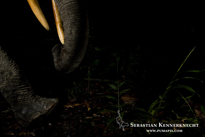 African Forest Elephant (Loxodonta africana cyclotis) bull in tropical rainforest, Lope National Park, Gabon