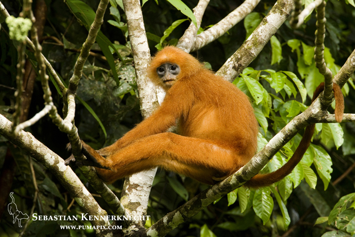 Red Leaf Monkey (Presbytis rubicunda) in tree, Tawau Hills Park, Sabah, Borne