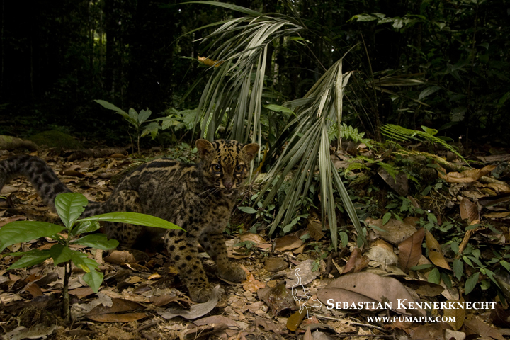 Marbled Cat (Pardofelis marmorata marmorata) in lowland rainforest, Tawau Hills Park, Sabah, Borneo, Malaysia