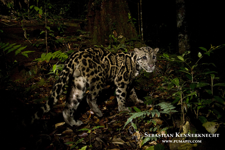 IMG_93062_Sunda_Clouded_Leopard_Malaysia_Sebastian_Kennerknecht