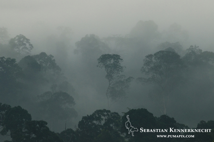 Lowland rainforest shrouded in clouds at sunrise, Danum Valley Conservation Area, Sabah, Borneo, Malaysia