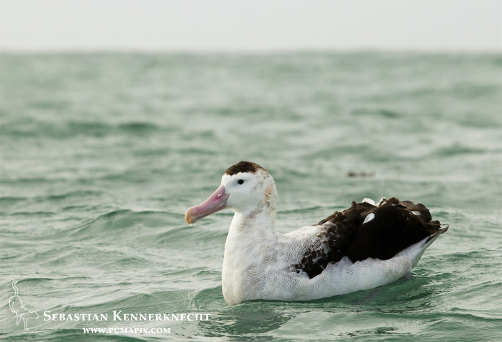 Antipodean Albatross (Diomedea antipodensis) on water, Kaikoura, South Island, New Zealand