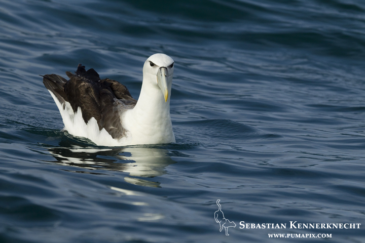 White-capped Albatross (Thalassarche steadi) on water, Kaikoura, South Island, New Zealand