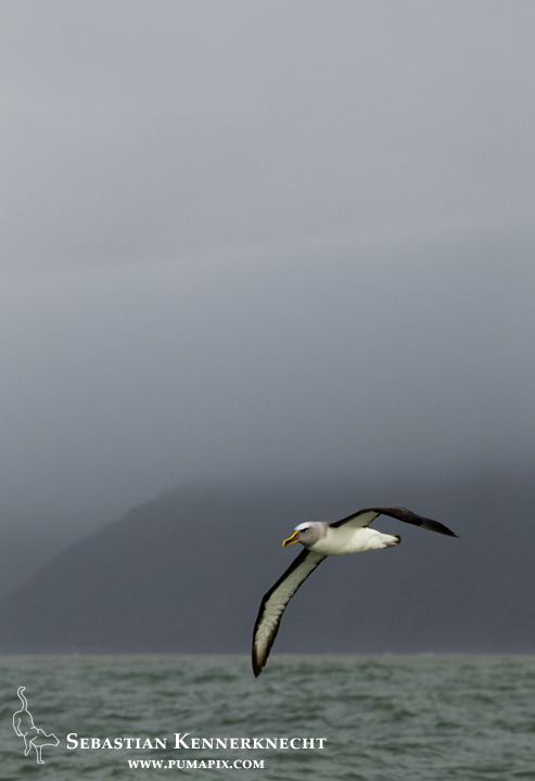 Buller's Albatross (Thalassarche bulleri) flying over ocean, Kaikoura, South Island, New Zealand