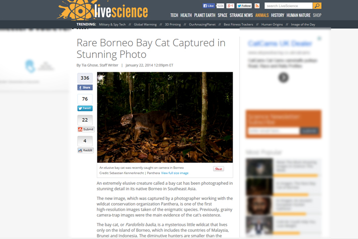 Screenshot of Bay Cat story of LIveScience