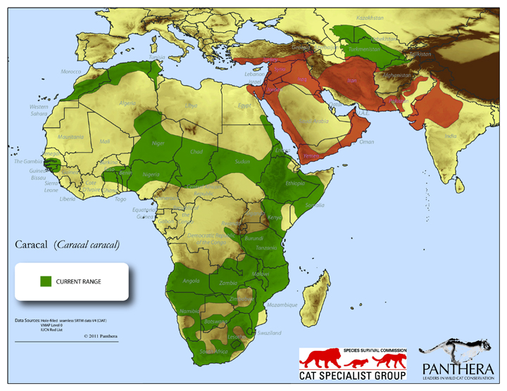 Overall Caracal range with the Arabian Caracal range denoted in red - Copyright Panthera and IUCN Cat Specialist Group