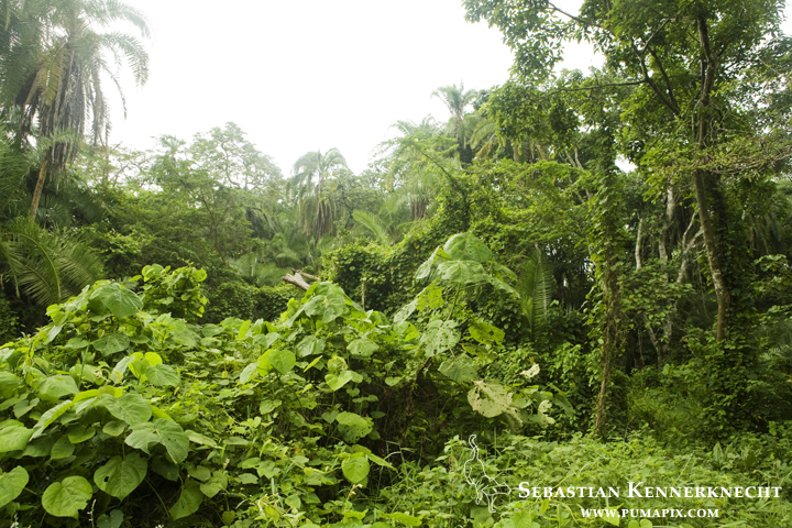 Tropical rainforest in swamp, Bigodi Wetland Sanctuary, Magombe Swamp, western Uganda