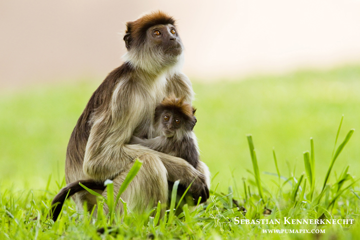 Eastern Red Colobus (Procolobus rufomitratus) mother and young, Kibale National Park, western Uganda