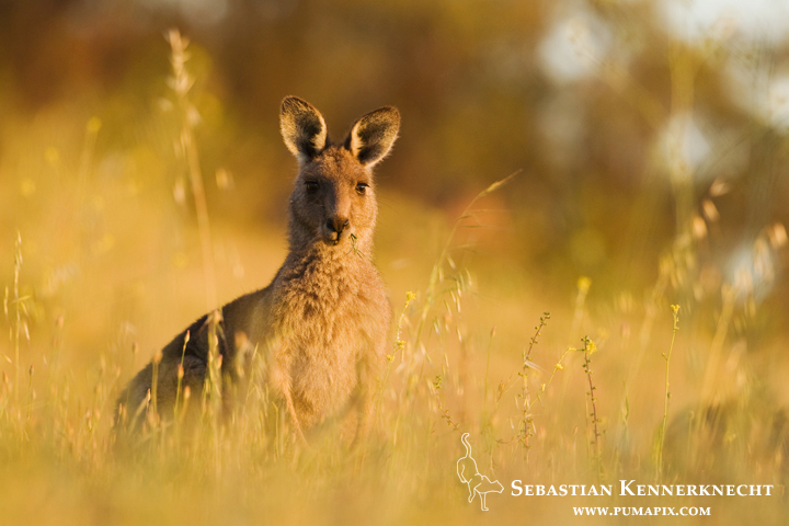 Eastern Grey Kangaroo (Macropus giganteus) female chewing grass at sunrise, Mount Taylor Nature Reserve, Canberra, Australian Capital Territory, Australia