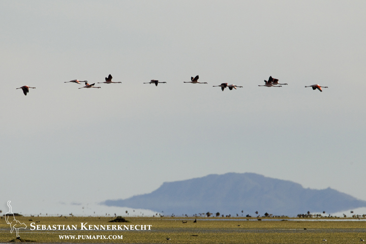 Chilean Flamingo (Phoenicopterus chilensis) flock flying over miraged lagoon, Andes, northwestern Argentina