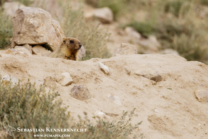 Gray Marmot (Marmota baibacina) kit, Pikertyk, Tien Shan Mountains, eastern Kyrgyzstan