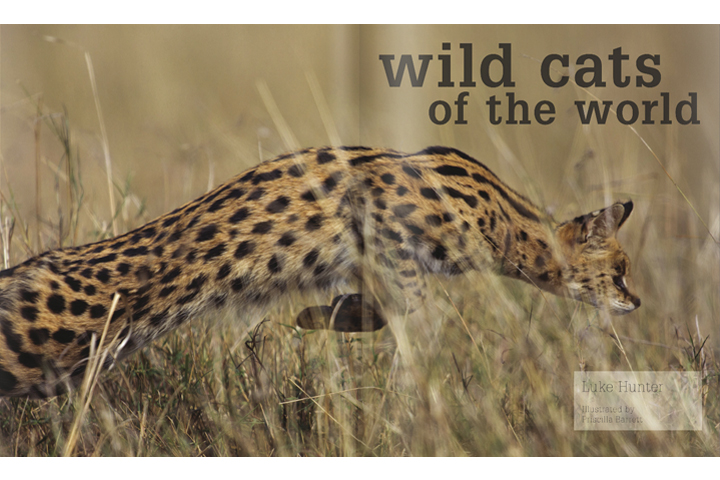 This jumping serval is part of the opening spread in Luke Hunter's Wild Cats of the World Book