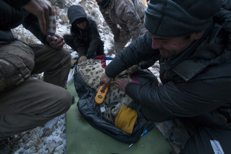 Snow Leopard (Panthera uncia) biologist, Shannon Kachel, reading PIT tag during collaring of male snow leopard, with veterinarian, Ric Berlinski, biologist, Rahim Kulenbek, and ranger, Urmat Solokov, Sarychat-Ertash Strict Nature Reserve, Tien Shan Mountains, eastern Kyrgyzstan