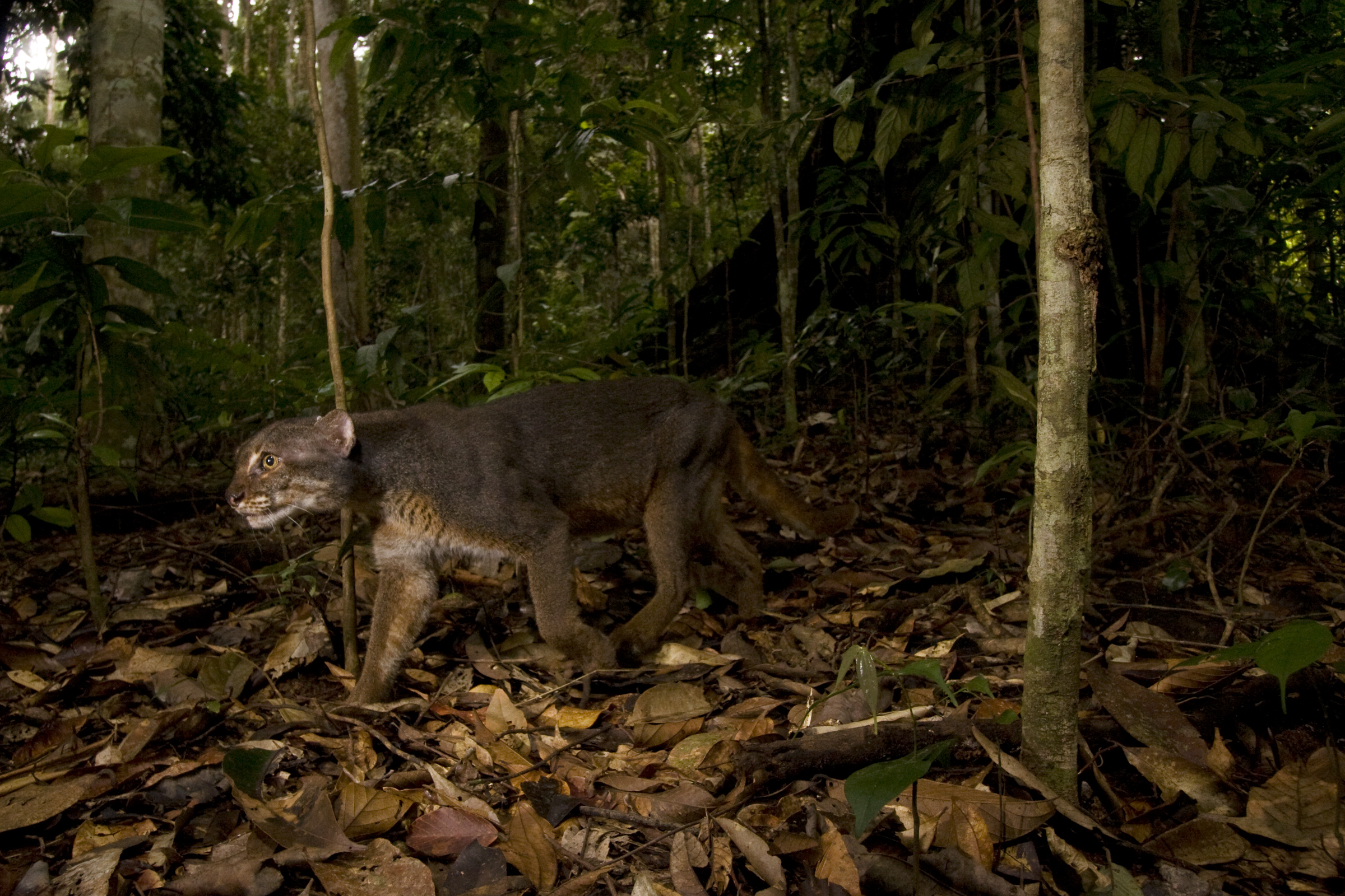 Bay Cat (Pardofelis badia) gray morph male in lowland rainforest, Tawau Hills Park, Sabah, Borneo, Malaysia
