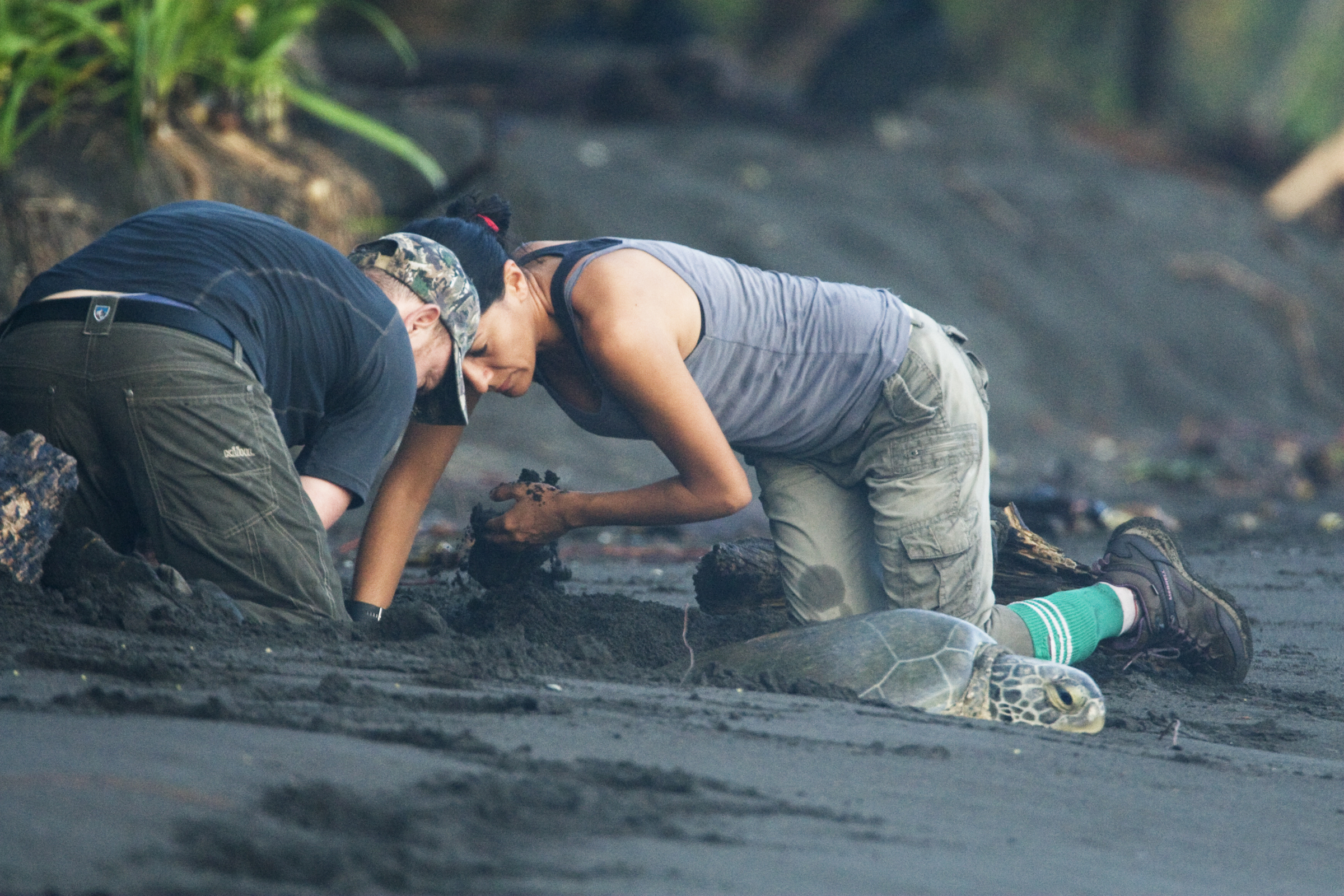 Jaguar (Panthera onca) biologists, Stephanny Arroyo-Arce and Ian Thomson, digging out female Green Sea Turtle (Chelonia mydas) that is stuck in the sand, Coastal Jaguar Conservation Project, Tortuguero National Park, Costa Rica