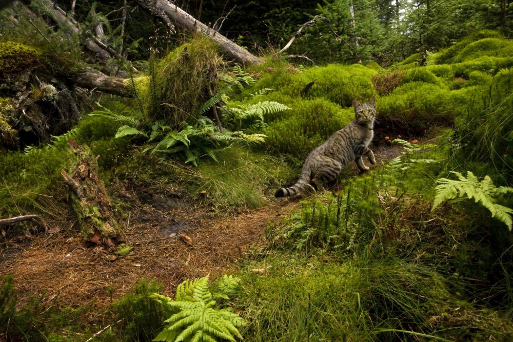 Scottish Wildcat (Felis silvestris grampia) and Domestic Cat (Felis catus) hybrid male in coniferous forest, Glen Isla, Scotland, United Kingdom