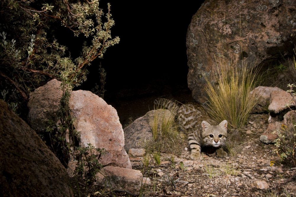 Pampas Cat (Leopardus colocolo) in altiplano at night, Ciudad de Piedra, Andes, western Bolivia
