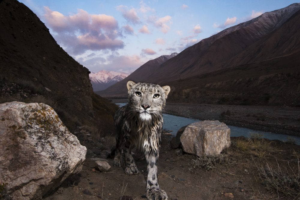 Snow Leopard (Panthera uncia) female, wet after having crossed river, in mountain valley, Uchkul River, Sarychat-Ertash Strict Nature Reserve, Tien Shan Mountains, eastern Kyrgyzstan