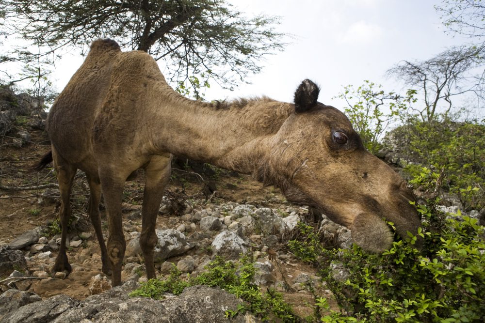 Dromedary (Camelus dromedarius) camel browsing on Acacia (Acacia sp) bush, reducing food for native herbivores, Hawf Protected Area, Yemen