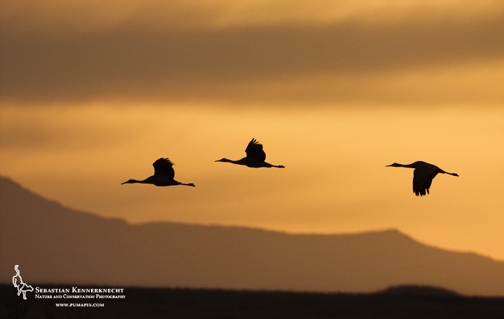 Free Sandhill Cranes Wallpaper