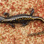 Santa Cruz Long-toed Salamander (Ambystoma macrodactylum croceum) migrating to breeding pond, Aptos, Monterey Bay, California