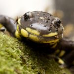 California Tiger Salamander (Ambystoma californiense), La Selva Beach, Monterey Bay, California