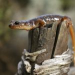 Arboreal Salamander (Aneides lugubris) female, Santa Cruz, Monterey Bay, California