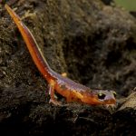 Yellow-eyed Ensatina (Ensatina eschscholtzii xanthoptica) salamander, Wilder Ranch State Park, Santa Cruz, Monterey Bay, California
