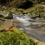 Yellow-eyed Ensatina (Ensatina eschscholtzii xanthoptica) salamander near creek in Coast Redwood (Sequoia sempervirens) forest, Wilder Ranch State Park, Santa Cruz, Monterey Bay, California