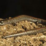 California Slender Salamander (Batrachoseps attenuatus), Santa Cruz, Monterey Bay, California