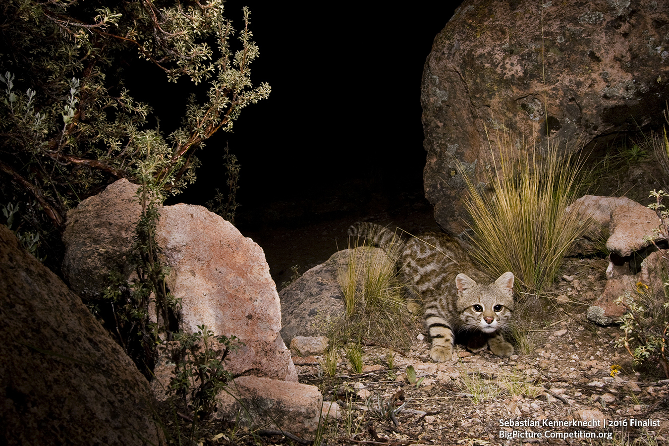 big picture natural world photography competition finalist photo - pampas cat