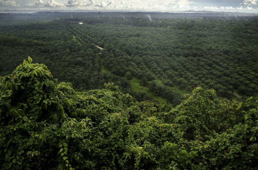 African Oil Palm (Elaeis guineensis) plantation with remaining secondary lowland rainforest in foreground, Kinabatangan River, Sabah, Borneo, Malaysia