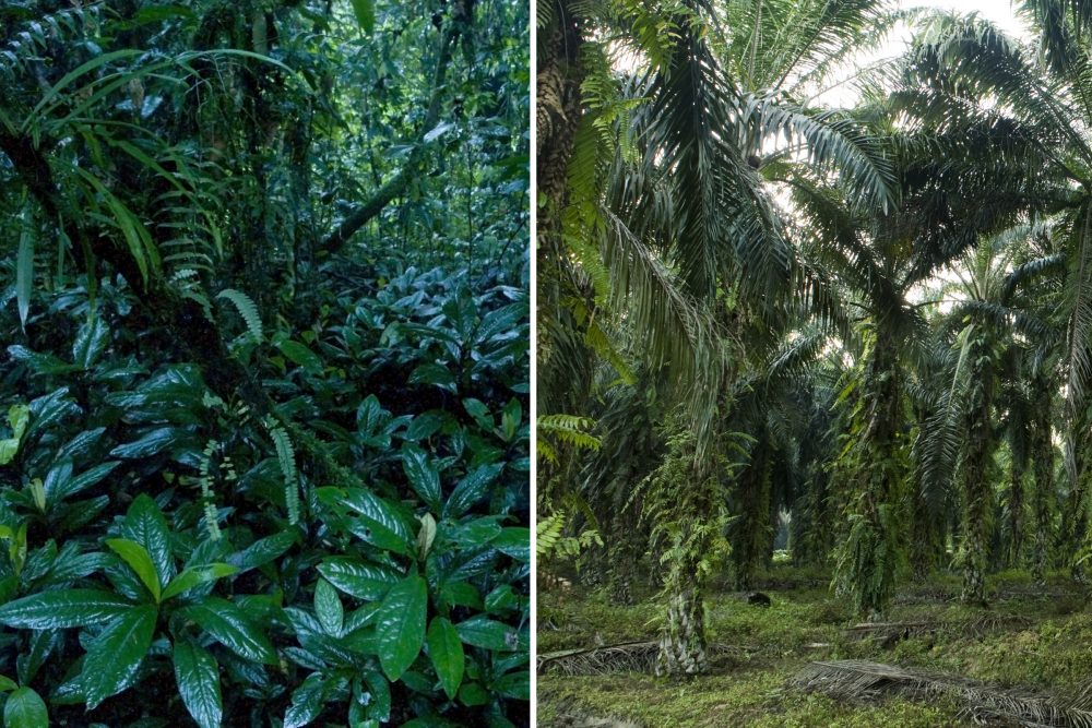African Oil Palm (Elaeis guineensis) plantation, Tawau Hills Park, Sabah, Borneo, Malaysia