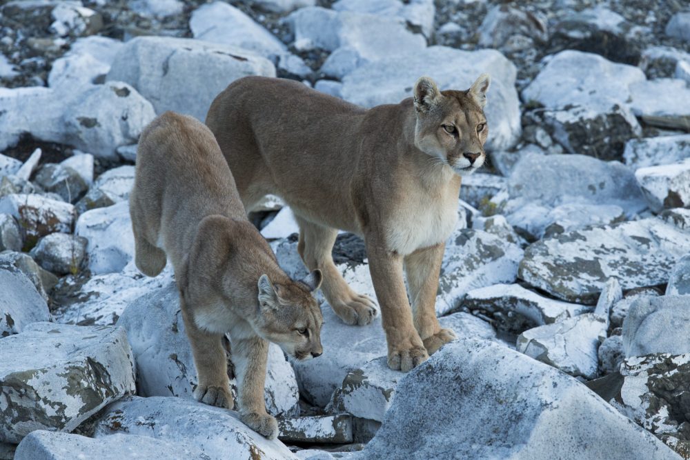 Mountain Lion (Puma concolor) mother and six month old cub, Torres del Paine National Park, Patagonia, Chile