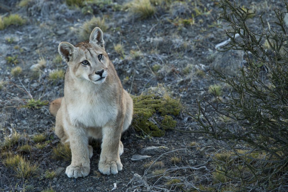 Mountain Lion (Puma concolor) six month old female cub, Torres del Paine National Park, Patagonia, Chile