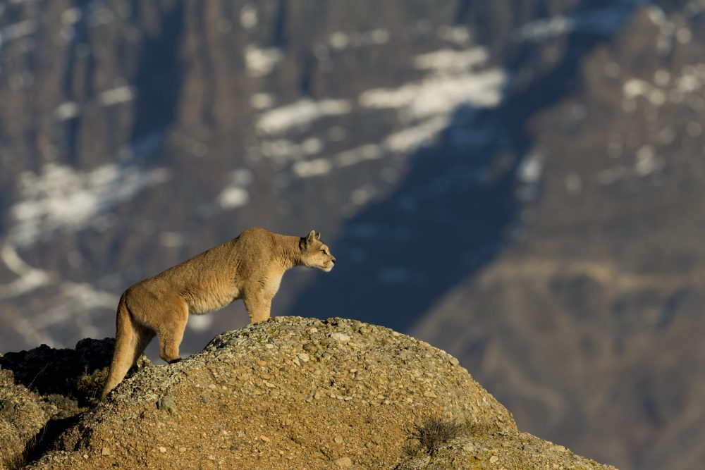 Mountain Lion (Puma concolor) female stalking, Torres del Paine National Park, Patagonia, Chile