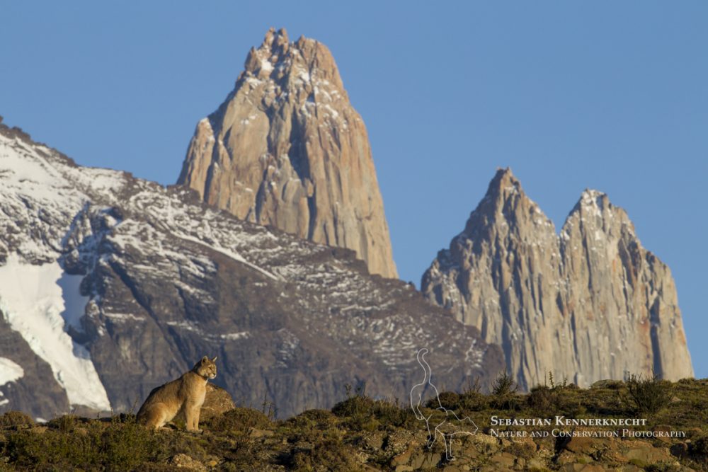 Mountain Lion (Puma concolor) female in front of mountains, Torres del Paine, Torres del Paine National Park, Patagonia, Chile