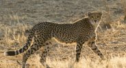 Cheetah (Acinonyx jubatus) twenty-one month old sub-adult female, Kafue National Park, Zambia