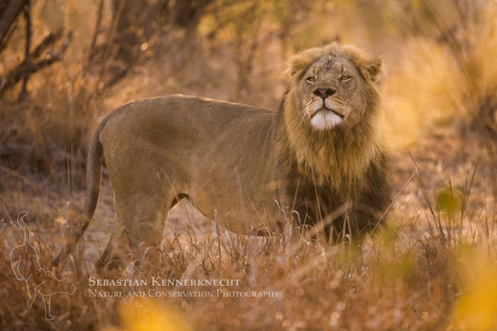 African Lion (Panthera leo) six year old male smelling air, Kafue National Park, Zambia