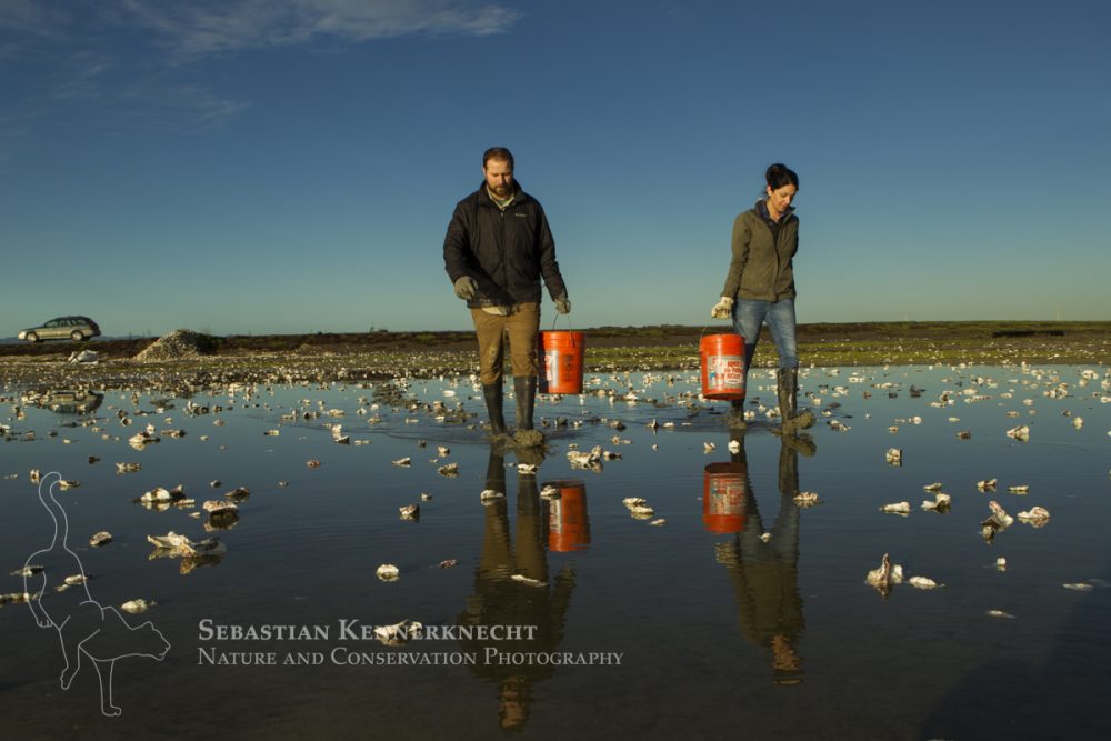 Snowy Plover (Charadrius nivosus) biologists, Ben Pearl and Karine Tokatlian, spreading oystershells in salt pond, which snowy plovers can use for camouflage, Eden Landing Ecological Reserve, Union City, Bay Area, California