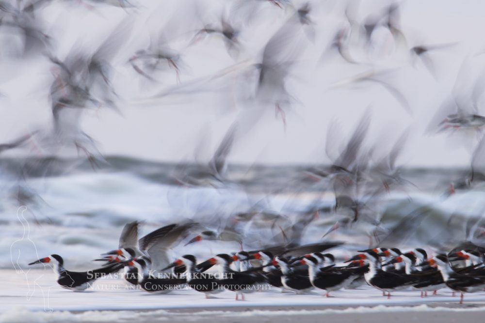 Black Skimmer (Rynchops niger) flock taking flight, Amelia Island, Florida
