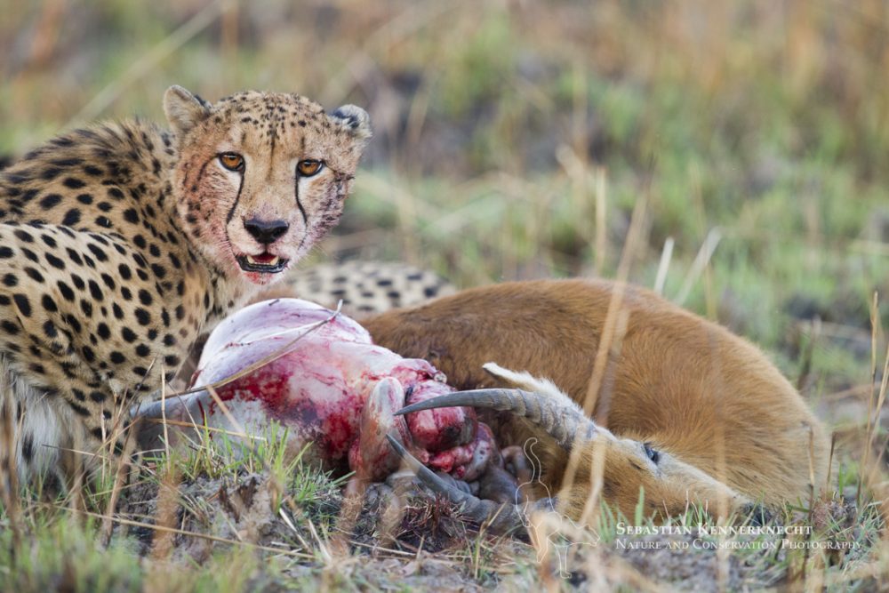 Cheetah (Acinonyx jubatus) three year old male feeding on male Puku (Kobus vardonii) kill, Kafue National Park, Zambia