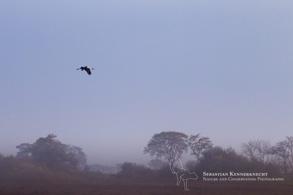 Wattled Crane (Grus carunculata) flying over floodplain, Busanga Plains, Kafue National Park, Zambia
