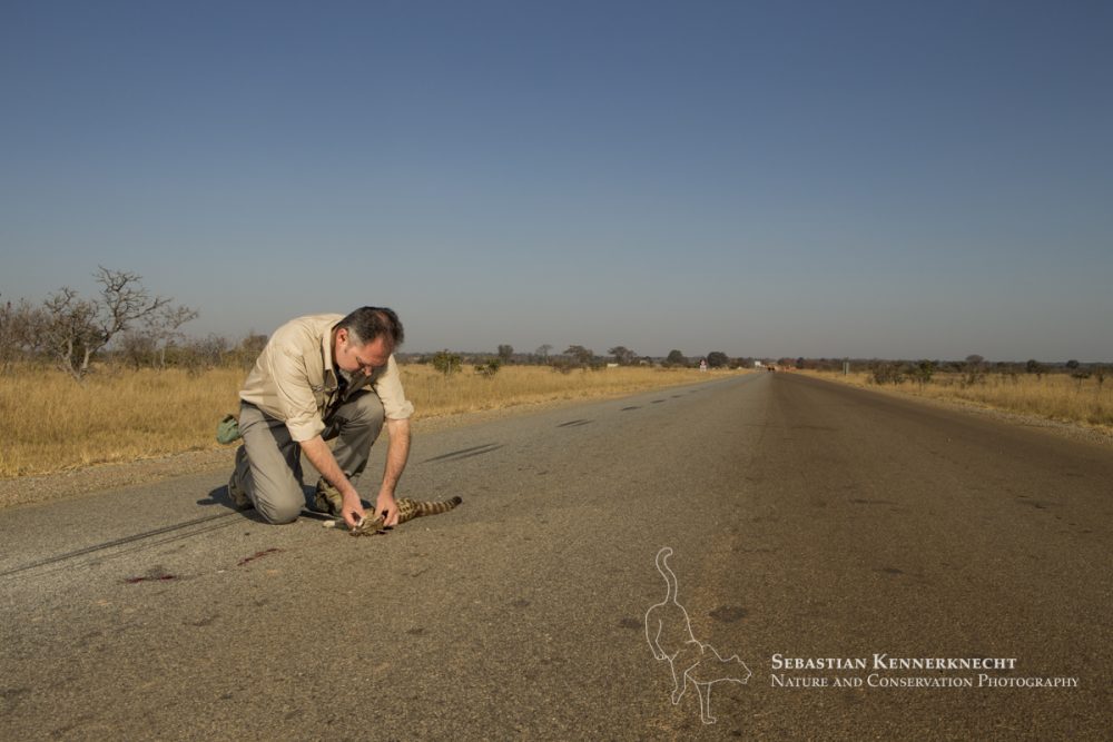 Rusty-spotted Genet (Genetta maculata) male killed on road, examined by biologist, Luke Hunter, Kafue National Park, Zambia