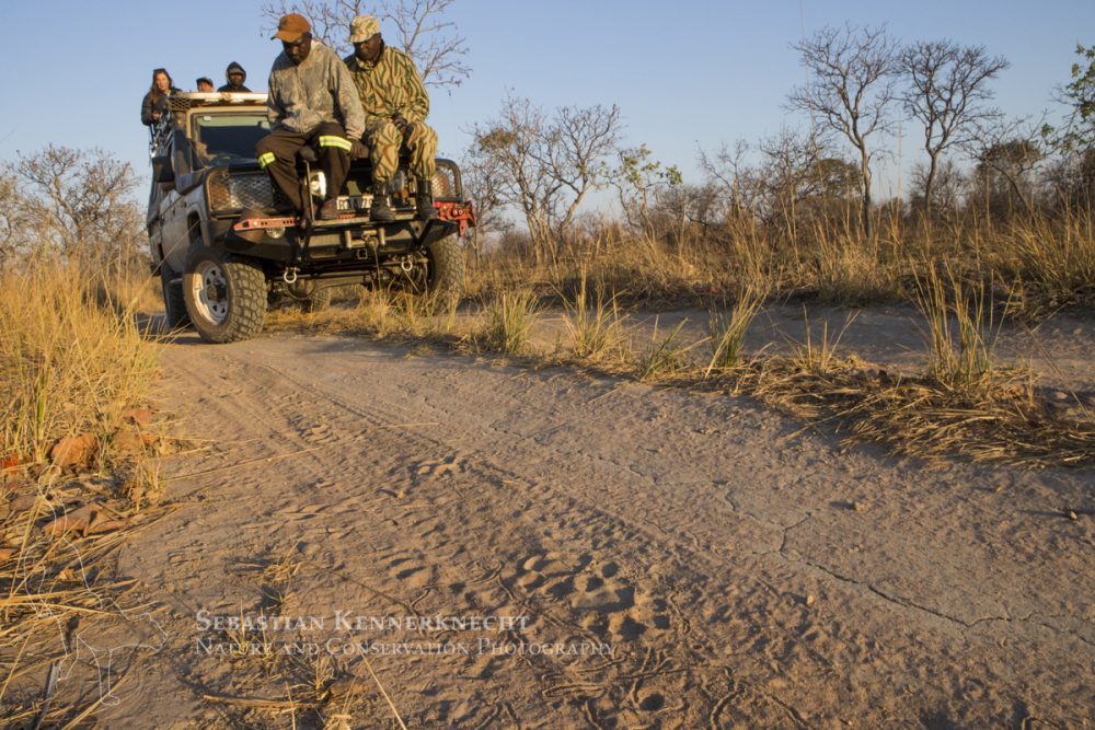 African Lion (Panthera leo) trackers, Christopher Muduwa and Timbo Frackson, looking at female lion tracks during transect, with biologists, Xia Stevens and Evans Nsende, looking for herbivores, Kafue National Park, Zambia