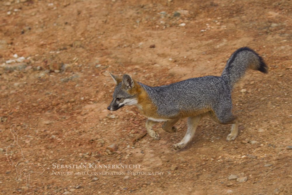 Santa Catalina Island Fox (Urocyon littoralis catalinae) running, Santa Catalina Island, Channel Islands, California