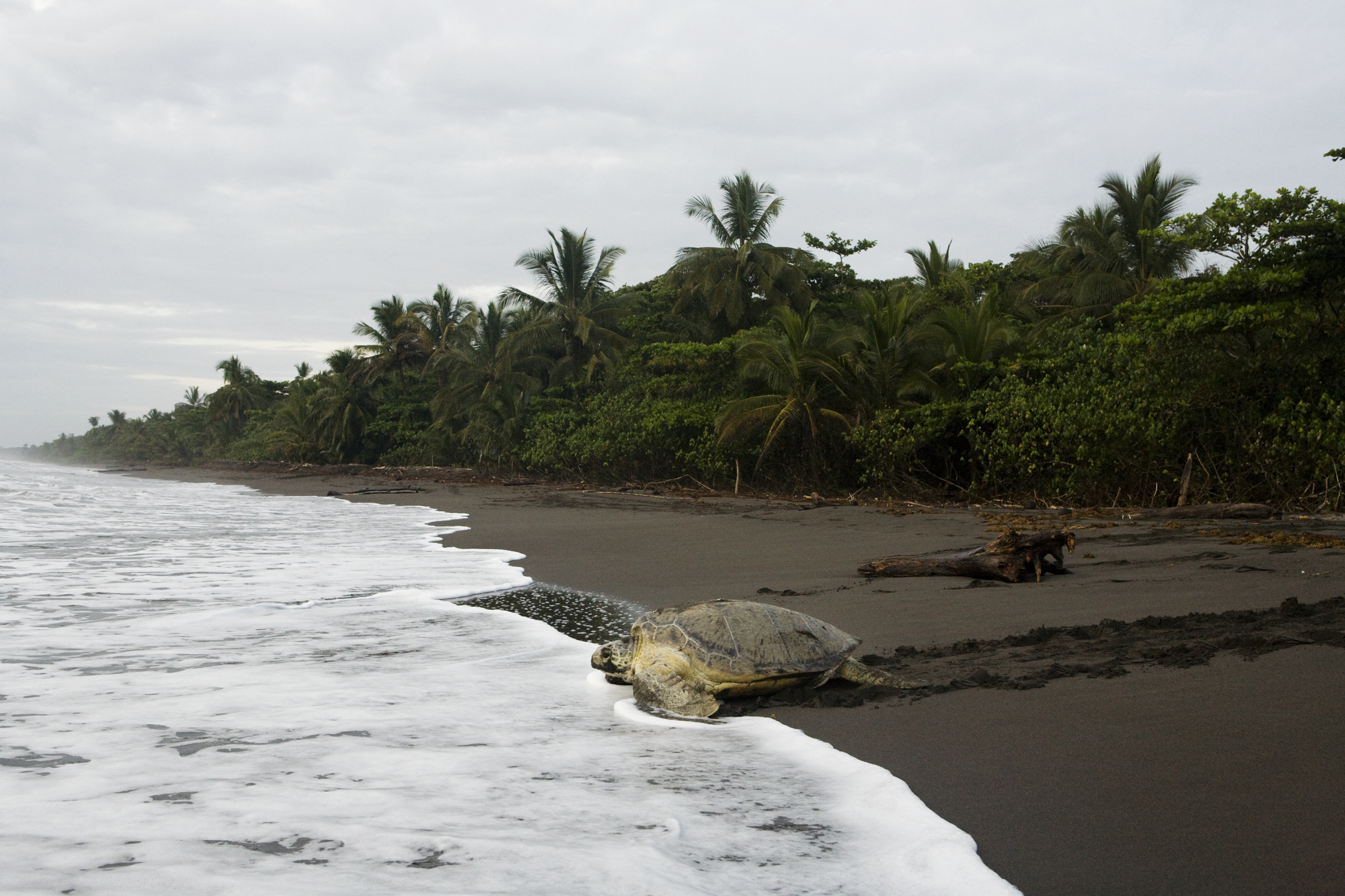 Green Sea Turtle (Chelonia mydas) female returning to sea after laying eggs, Tortuguero National Park, Costa Rica
