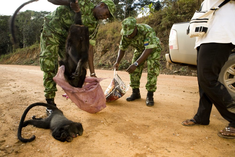 Gray-cheeked Mangabey (Lophocebus albigena) being pulled out of bag by National Park guard during illegal bushmeat seizure, Lope National Park, Gabon
