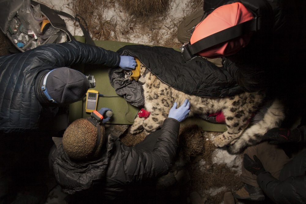 Snow Leopard (Panthera uncia) biologist, Shannon Kachel, and veterinarians, John Ochsenreiter and Ric Berlinski, collaring male at night, Sarychat-Ertash Strict Nature Reserve, Tien Shan Mountains, eastern Kyrgyzstan