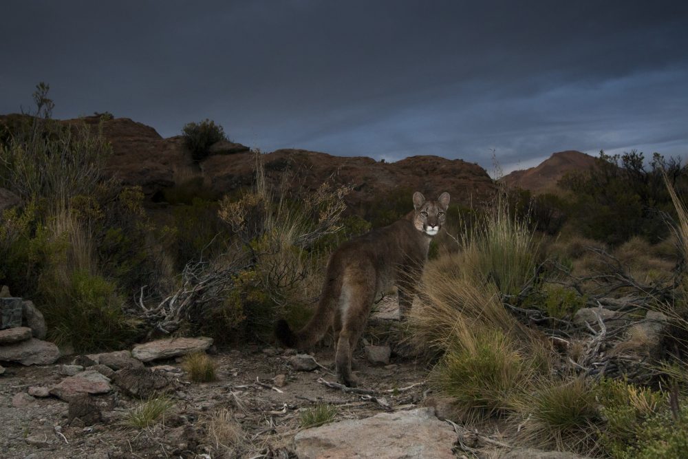 Mountain Lion (Puma concolor) in dry puna, Abra Granada, Andes, northwestern Argentina